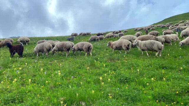 Sheep grazing across a high mountain meadow in Georgia form a large pastoral flock, illustrating seasonal livestock farming, natural forage use and traditional rural agriculture in the Caucasus.
