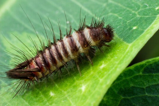 Hairy caterpillar on green leaf or carpet beetle larva macro shot