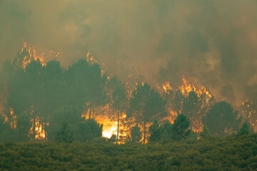 Wildfire spreading through a pine forest, flames consuming trees and generating dense smoke covering the landscape © Nuria Gonzalez Sanch