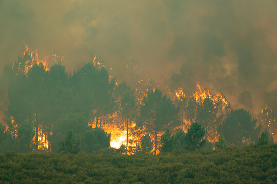 Wildfire spreading through a pine forest, flames consuming trees and generating dense smoke covering the landscape