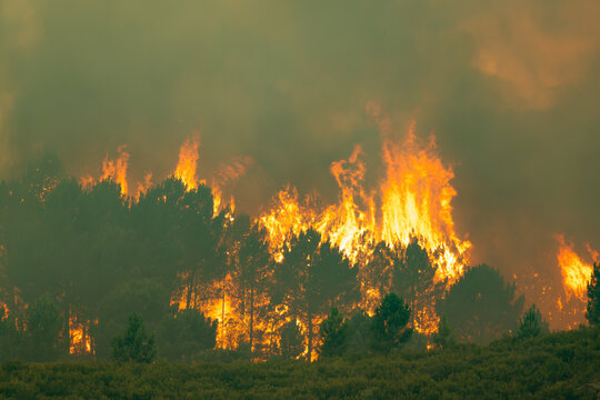 Large wildfire consuming a forest, generating massive flames and thick smoke, creating ecological devastation and extreme heat