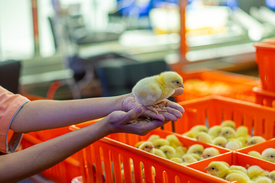Close-up of newly hatched yellow chicks moving along a conveyor belt inside a modern commercial hatchery. The chicks are being transported through the hatchery process before health inspection, sortin