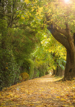 Treelined footpath in autumn