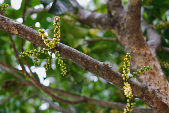 Close up of young longkong or langsat flower buds blooming on a tree branch in orchard. Tropical fruit flowering stage and seasonal agriculture concept.