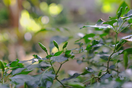 Close up of fresh green chili peppers growing on plant in the garden with natural bokeh background. Organic agriculture and spicy food ingredient concept.