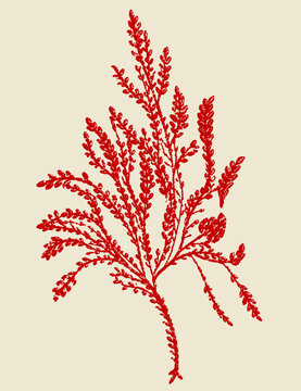 Beautiful  Red And Golden Flower Leaf Design 