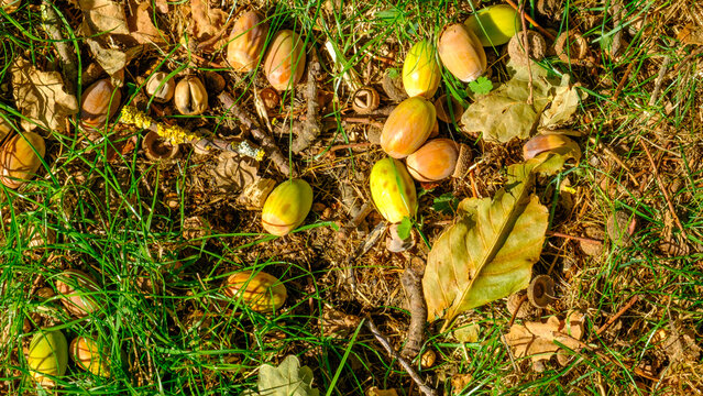 Autumn oak leaves and acorns
