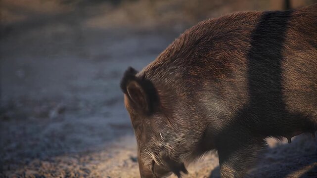 Close-up profile of a wild boar with detailed fur texture in natural light