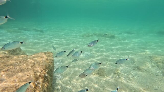 School of sargo, common white seabream, swimming underwater over a sandy seabed with rocks