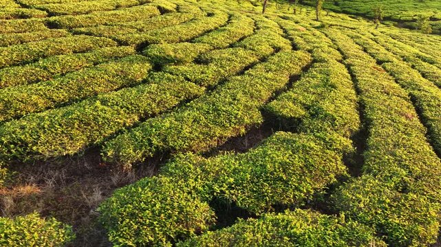 Aerial view of lush green tea plantation rows