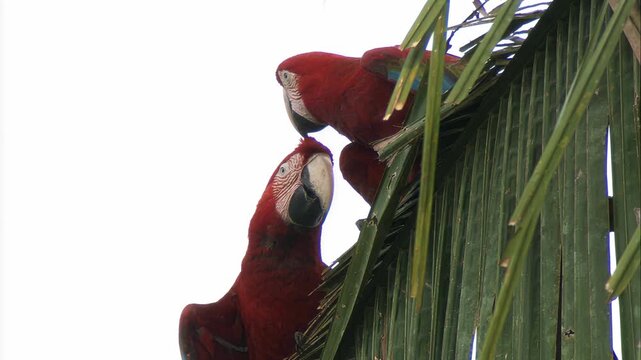 Two red macaws perched together amidst lush green palm fronds
