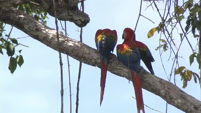 Vibrant macaws perched on a tree branch against a clear blue sky