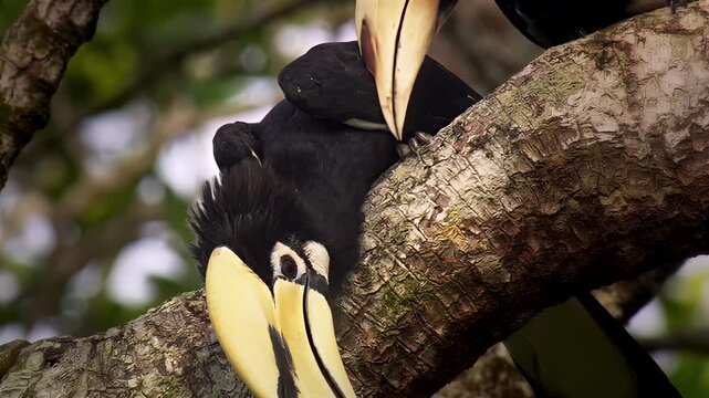 Close-up of a black hornbill bird with a large yellow beak perched on a tree branch