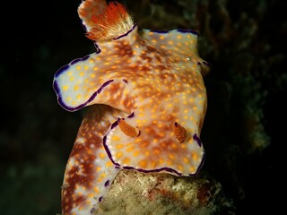 Colorful Nudibranch on Tropical Coral Reef © Nudibranch Thailand 
