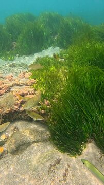 Salema porgy fish swimming over a Neptune grass meadow on the seafloor in the Mediterranean Sea
