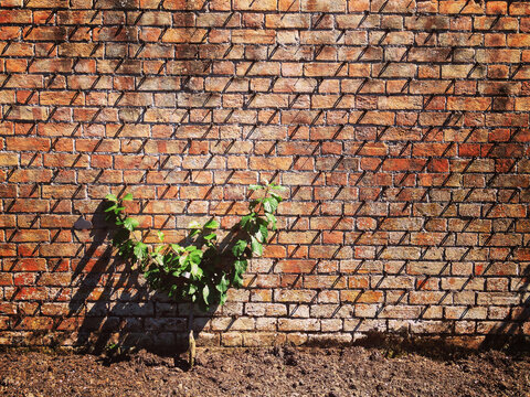 One young shrub planted against an old walled garden brick wall. Full frame close up texture. 