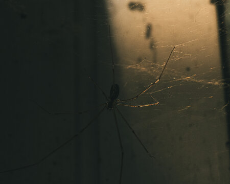 Spider. Alone. Macro close-up.