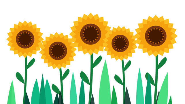 Sunflowers growing in a garden with transparent background