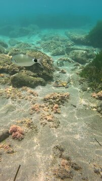 White seabream swimming in the clear Mediterranean sea near rocks and seagrass on a sunny day