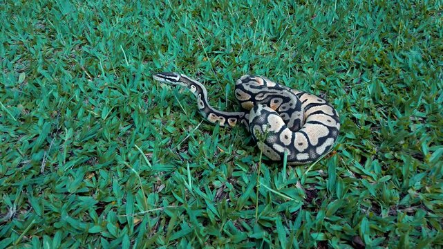 Ball python snake crawling slowly on green lawn grass outdoors in daylight.