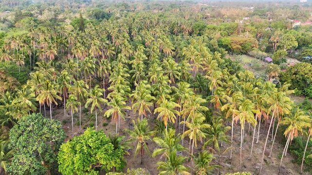 High-Angle Aerial Drone Shot Flying Over Vast Coconut Palm Grove and Tropical Forest at Quezon Province