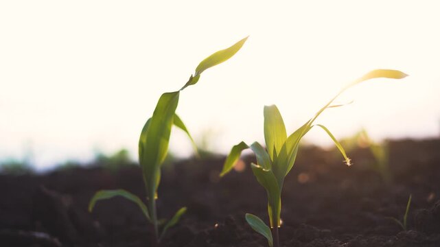 The corn plants grow steadily in the warm sunlight, their green leaves stretching toward the sky. The healthy corn plants thrive in rich soil, vibrant and alive.