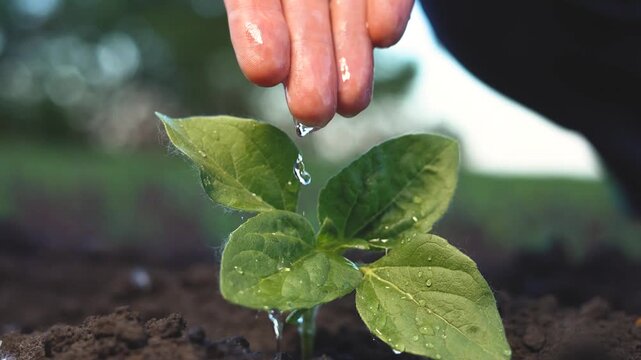 A woman waters a young plant, observing the leaves closely. The woman carefully drips water onto the vibrant green leaves of the plant.