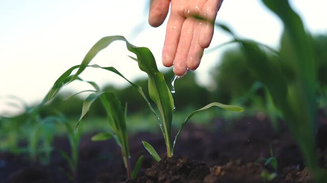 A hand gently waters young corn plants, with droplets clearly visible on the green leaves. The healthy corn plants grow in dark soil under a clear sky.