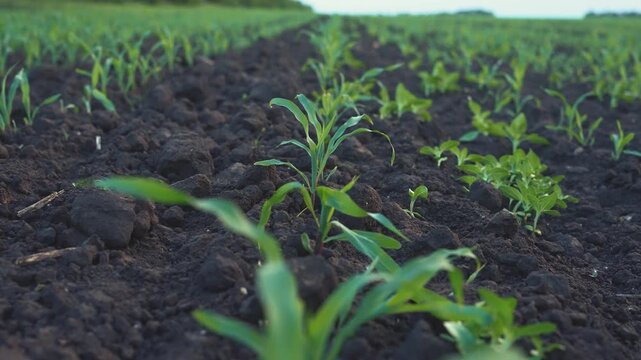 The green plants emerge from dark soil, with rows of green corn and leaves visible in the field. The green plants stand among dark soil, indicating growth and cultivation.