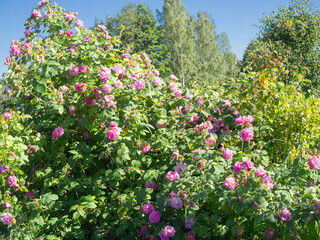 Obraz premium Large shrub of Damask rose, Rosa damascena, growing and blooming with pale pink flowers on a sunny day, forest trees and blue sky on a background