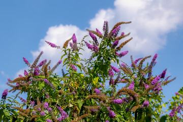Selective focus of violet blue flowers Summer lilac (Vlinderstruik) Buddleja davidii, Butterfly-bush or Orange eye is a species of flowering plant in the family Scrophulariaceae, Natural background. © Sarawut
