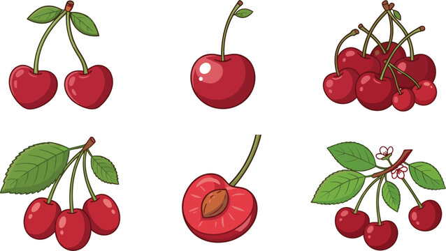 Fresh red cherry fruit vector collection with sweet berries green leaves half slice pit and blossom illustrations