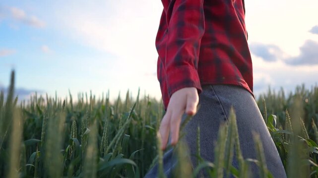A girl in a red plaid shirt walks through the wheat field, her hand brushing against the wheat. The girl enjoys the sensation of the wheat fields all around her.