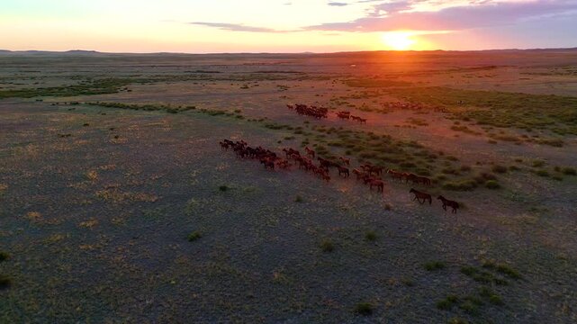 A herd of horses running across the steppe in Kazakhstan at sunset, drone view