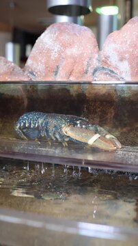 Blue lobster resting in a commercial seafood tank before being prepared for dinner