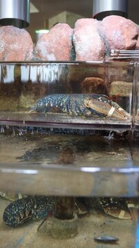 Blue lobster resting in a commercial seafood tank before being prepared for dinner