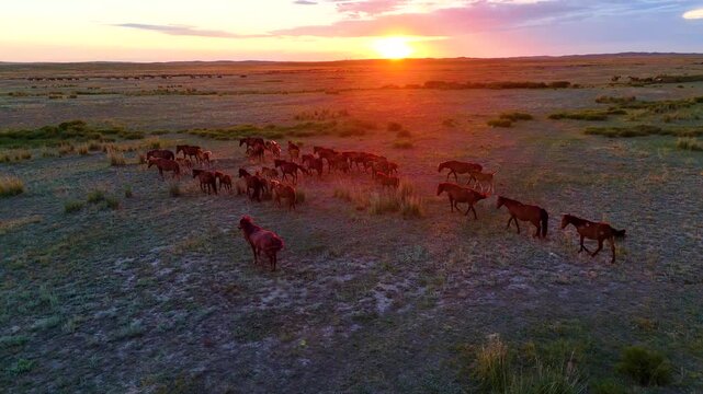 A herd of horses running across the steppe in Kazakhstan at sunset, drone view
