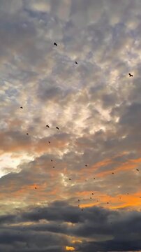 Birds flying across dramatic sunset sky above St Abbs Head, capturing colorful clouds, evening light, and natural coastal atmosphere