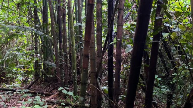 Thick bamboo grove with tall stalks in dense jungle undergrowth, Khadim nagar National Park, Sylhet, Bangladesh.