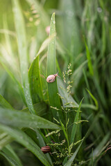 Small striped snails climbing on green iris leaves and flower buds with water droplets in a garden. Beautiful macro nature shot with soft morning sunlight and a blurred background. © Rudolf