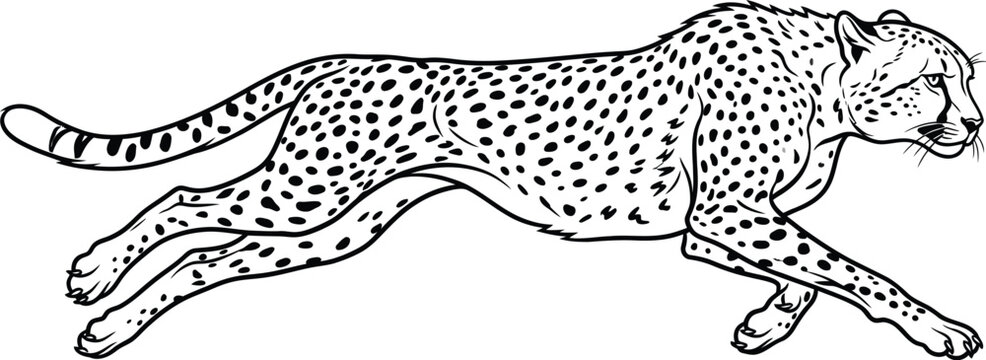 vector illustration of a sketch of leopard running