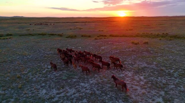 A herd of horses running across the steppe in Kazakhstan at sunset, drone view