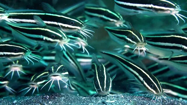 High-resolution 4K underwater video capturing a dense, synchronized ball of juvenile striped eel catfish rolling together