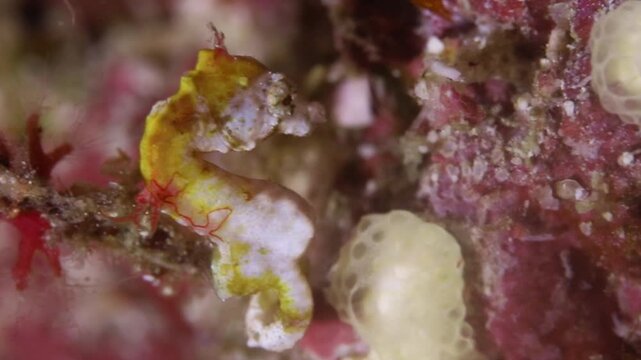 High-resolution 4K macro underwater video capturing an extremely small white and red Pontohi pygmy seahorse (Hippocampus pontohi) gripping onto green algae in Lembeh Strait, Indonesia