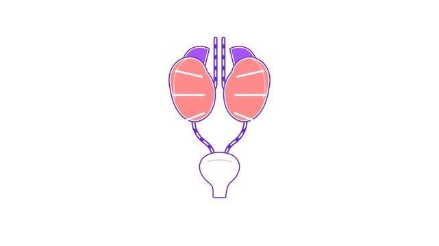 Anatomy of Human Urinary System Vector Illustration Showing Kidneys, Ureters, Bladder and Urethra, Detailed and Clear Diagram for Medical Education, Biology Study and Healthcare Reference Use