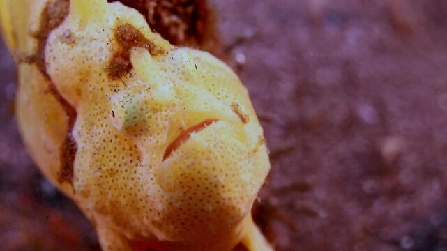 Smooth 4K tracking shot of a brightly colored frogfish perched next to tropical marine sponges on the ocean floor of North Sulawesi, displaying vivid natural color contrast.