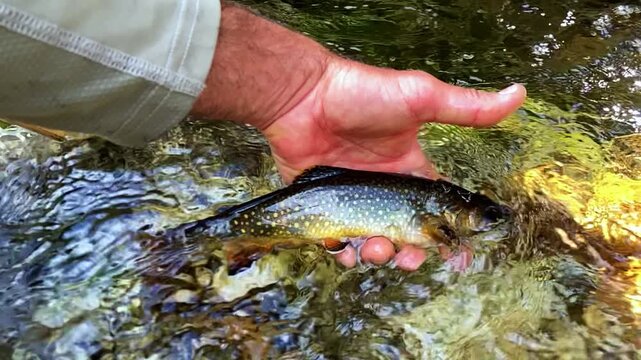 Wild brook trout is gently released into a crystal-clear mountain stream after catch and release fly fishing. Natural conservation and outdoor recreation. 240 fps slow motion.