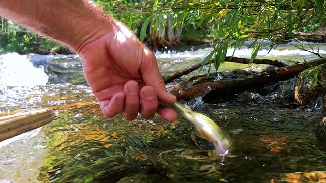 Wild cutthroat trout is gently released into a crystal-clear mountain stream after catch and release fly fishing. Scenic freshwater conservation footage. 240fps slow motion.