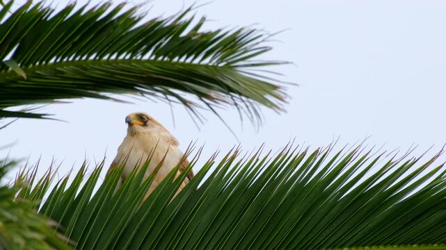 Noisy juvenile Harrier-Hawk (Polyboroides typus) calling from palm tree canopy