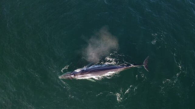 4K aerial drone top down drone shot of a massive fin whale swimming at the ocean surface and exhaling a powerful spout in Loreto Bay, Baja California Sur, Mexico.